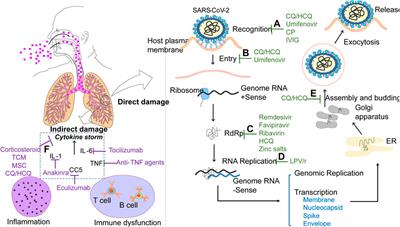 Modalities and Mechanisms of Treatment for Coronavirus Disease 2019